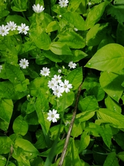 Stellaria bungeana