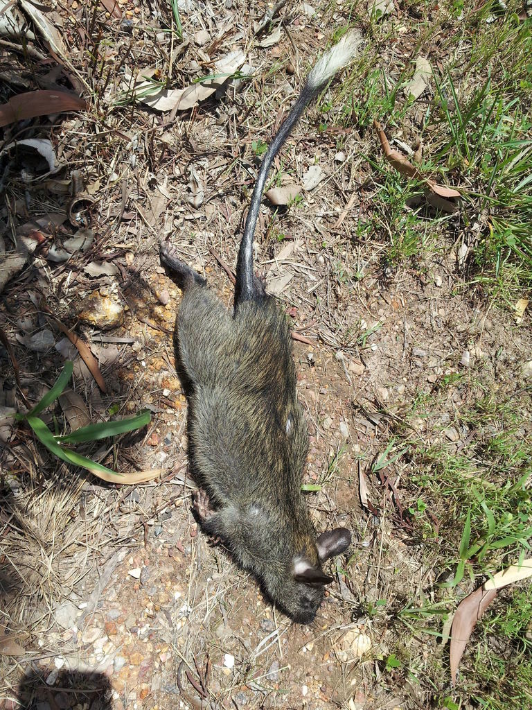 Black-footed Tree-rat