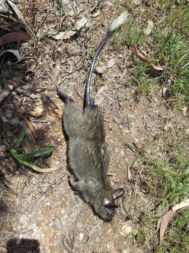 Mesembriomys gouldii