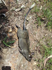 Mesembriomys gouldii