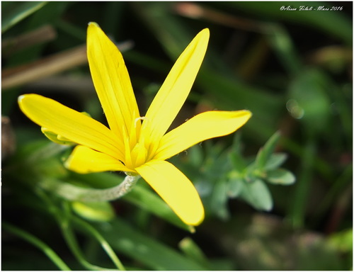 Image of Gagea granatellii by (c) Aissa Djamel Filali, some rights reserved (CC BY-SA)