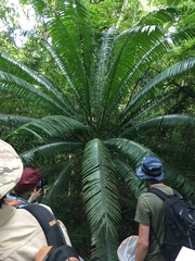 Cycas inermis