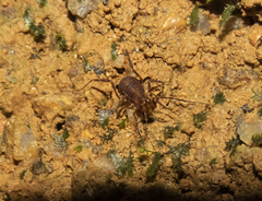 Buparinae