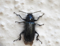 Enicopus pilosus