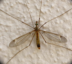 Lunatipula