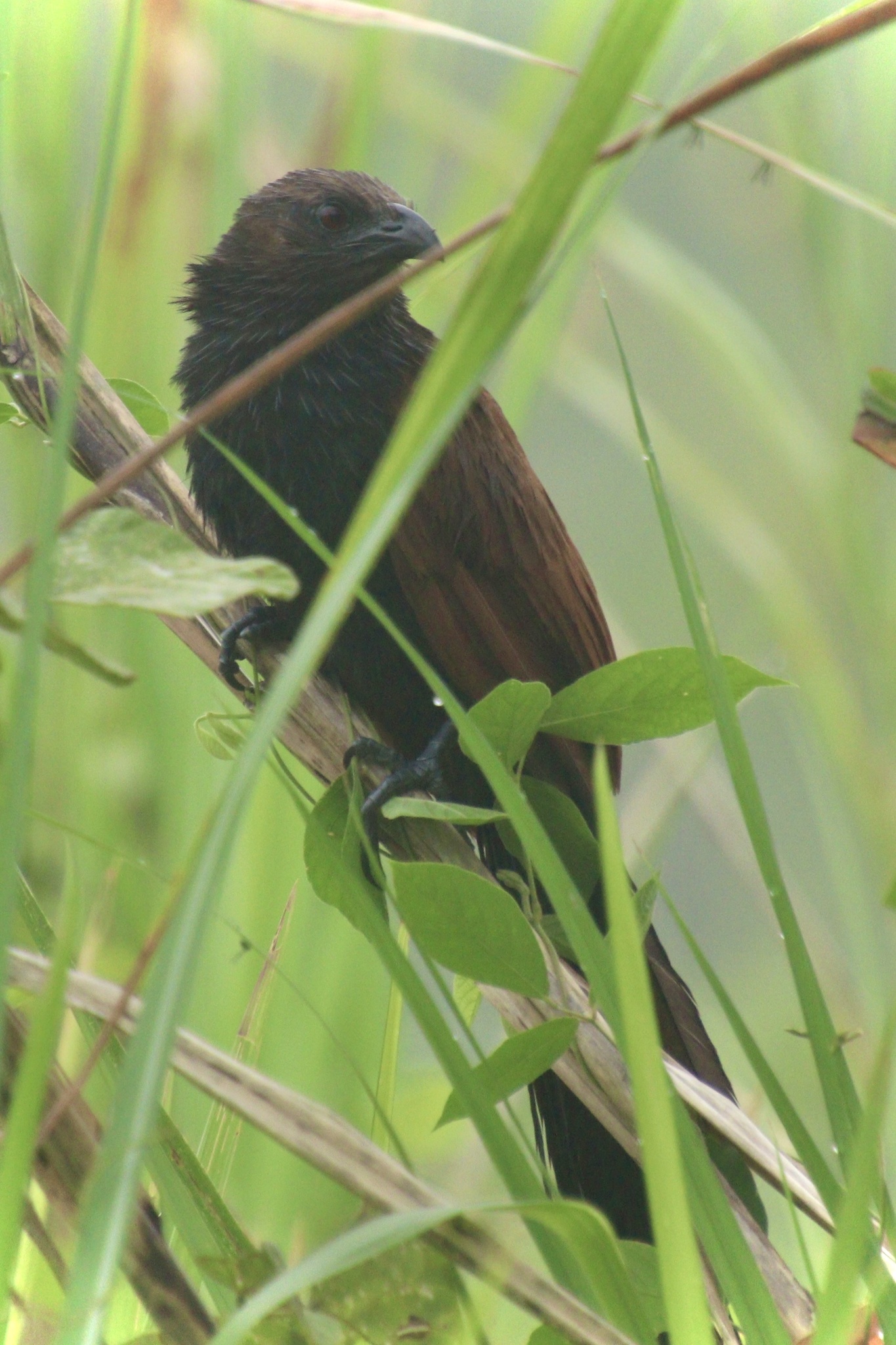 Philippine Coucal (Centropus viridis), photo 3