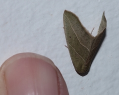 Drepanogynis olivescens