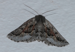 Drepanogynis intricata