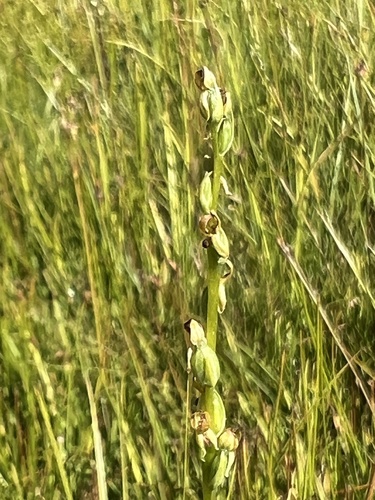 Yosemite Bog Orchid (Platanthera yosemitensis)