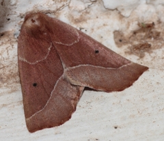 Drepanogynis cnephaeogramma