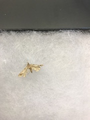 Renia flavipunctalis