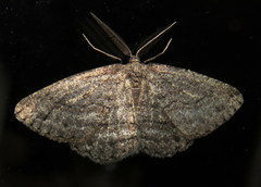 Zermizinga sinuata