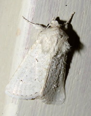 Ectopatria virginea