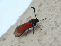 Zygaena punctum