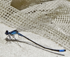 Enallagma divagans