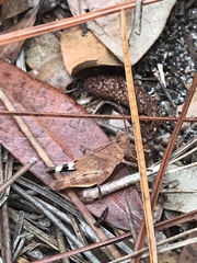 Spharagemon crepitans