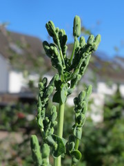 Gift-Lattich (Lactuca virosa): Herkunft und Verwendung — Foto 2