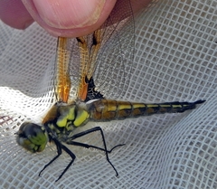Libellula quadrimaculata
