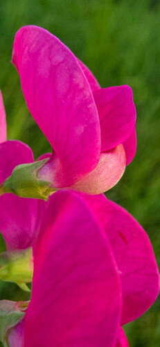 tuberous pea