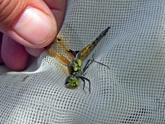 Libellula quadrimaculata