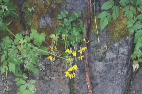 Arnica latifolia, photograph 5
