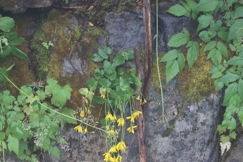 Arnica latifolia, photograph 6
