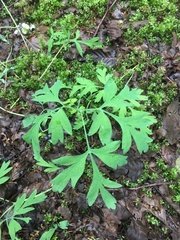 Dicentra formosa