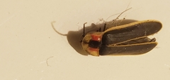 Photinus carolinus