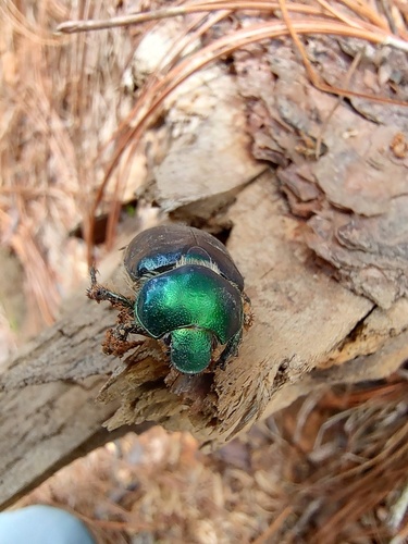 Viridimicus cyanochlorus
