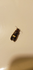 Photinus carolinus