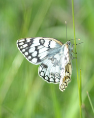 Melanargia russiae