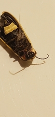 Photinus carolinus