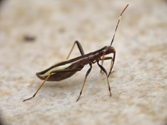 Micrelytra fossularum