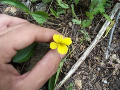 Viola praemorsa
