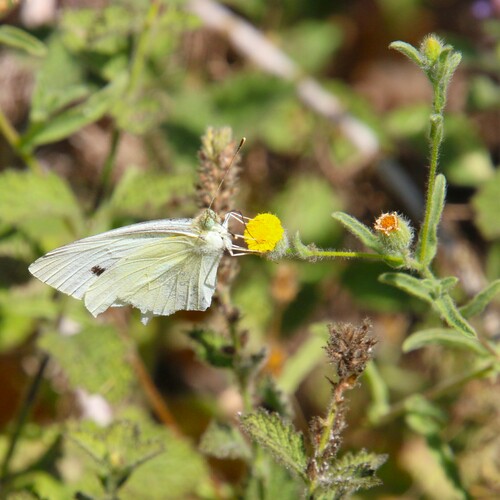 iNaturalist observation photo of Small White