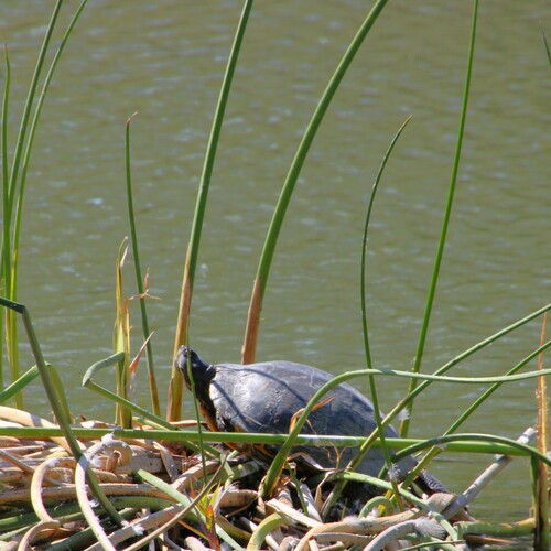 iNaturalist observation photo of Pond Slider