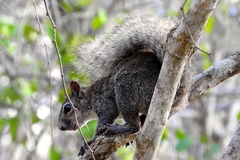 Sciurus colliaei