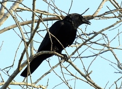 Corvus sinaloae