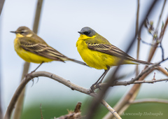 Motacilla flava thunbergi