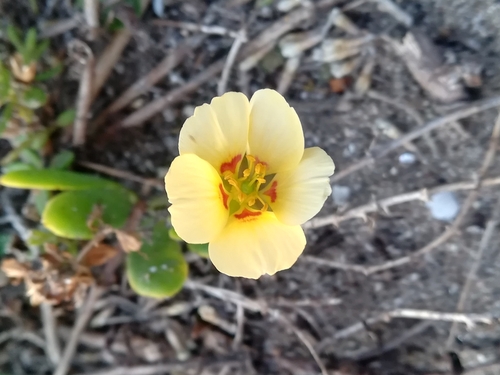 Image of Roepera maritima by (c) Gareth, some rights reserved (CC BY)