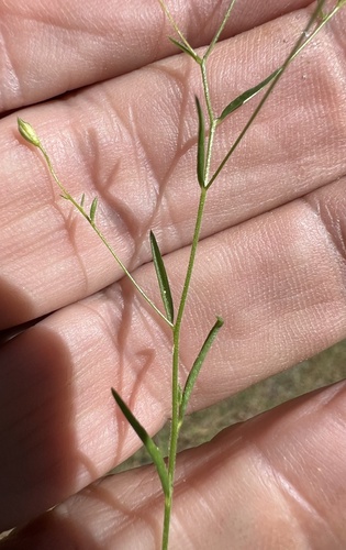 Image of Navarretia leptalea by (c) Steve Matson, some rights reserved (CC BY)