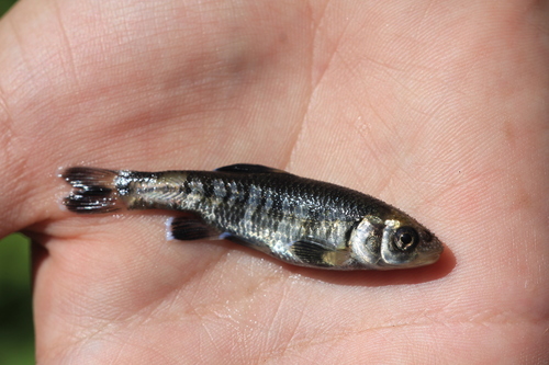 Ornate Shiner
