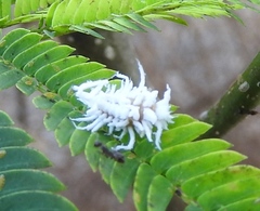 Cryptolaemus
