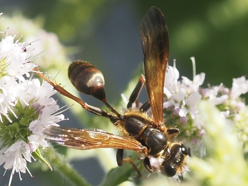 Elegant Grass-carrying Wasp photo 5