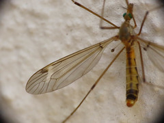 Lunatipula