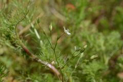 Sabulina tenuifolia