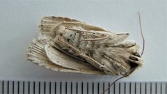 Lithophane bethunei