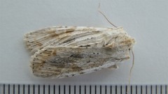 Lithophane bethunei