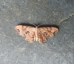 Calledapteryx dryopterata