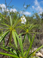 Plumeria alba
